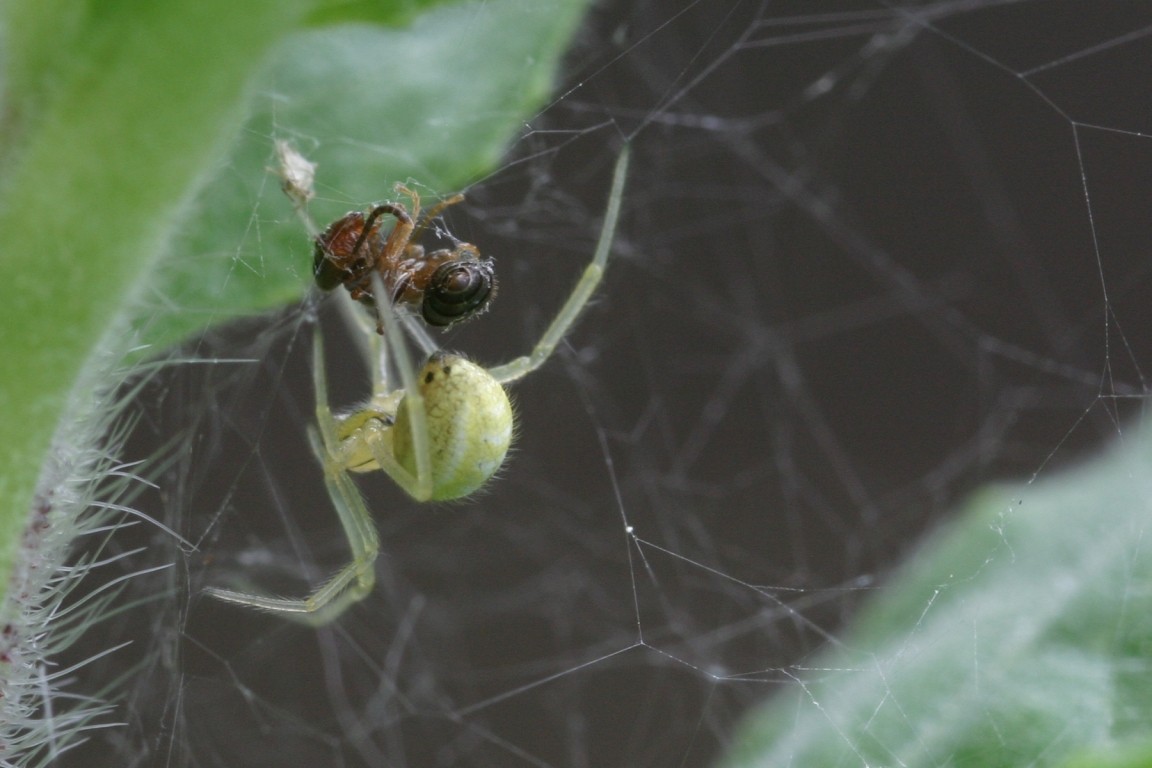 Spider Making A Meal Of An Ant